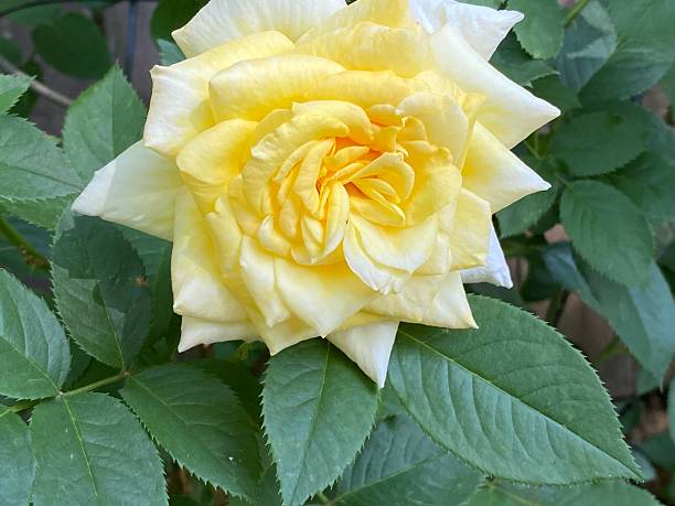 Close-up shot of garden pale yellow roses in the park.