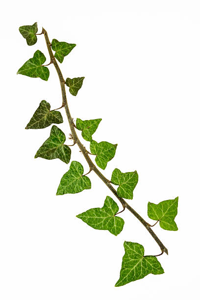 istock ivy branch with green leaves 2259749206