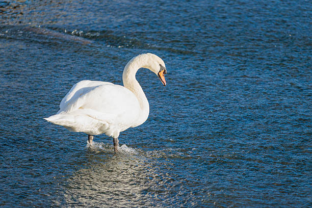 Swan in Hambleden Weir, River Thames, Henley-on-Thames, South England, uk