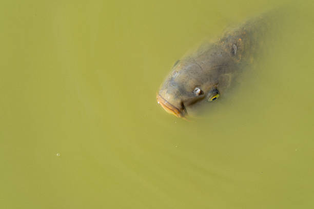 A top view of several carp fish swimming near the surface of green, murky pond water. The fish create gentle ripples as they gather together, conveying a calm natural scene and aquatic life in an outdoor environment.