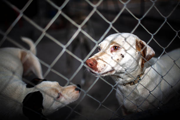 Dog smiling behind a kennel fence, capturing a moment of hope and friendliness.