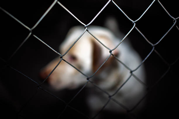 Confined dog looking through the chain link fence with sad eyes. Dog waiting alone in an animal shelter. Wild dog behind a fence in the countryside. Adopt a pet.