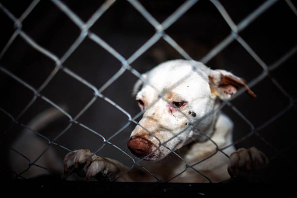 A forlorn white dog, possibly neglected, peers through a chain-link fence with a melancholic gaze. Its paws grip the wire, conveying deep sadness and confinement.