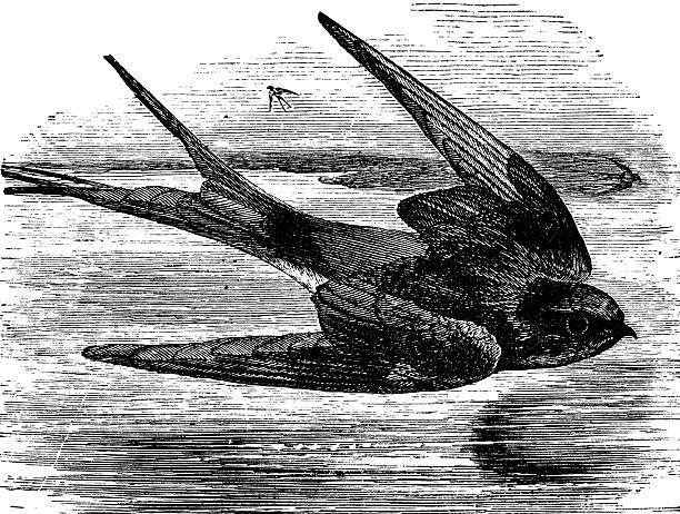 Swallow bird (hirundinidae). Vintage etching circa 19th century.
