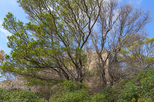 A view of the iconic Norman Tower (Torre di Levanzo) partially obscured and framed by dense pine trees and hillside vegetation, suggesting a hidden historical gem and secluded travel destination on Levanzo Island, Sicily.