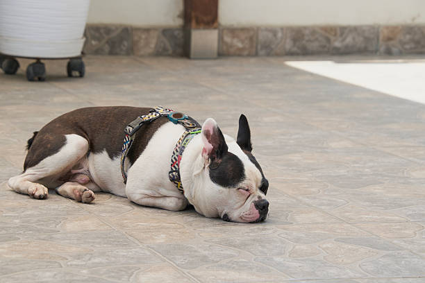 boston terrier dog relaxing and sleeping on outdoor tiled ground with a colorful harness