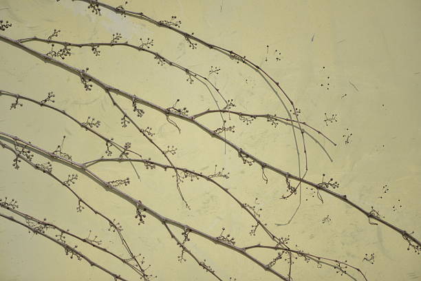 Withered plant crawling on a white wall