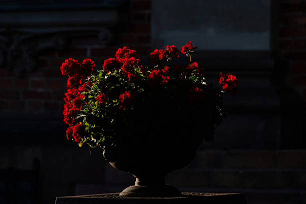 Moody still-life of bright red flowers in a classic urn planter, dramatically lit by sunlight with deep shadows and a dark background. Ideal for themes of beauty, romance, contrast, elegance, memorial, or artistic garden decor.