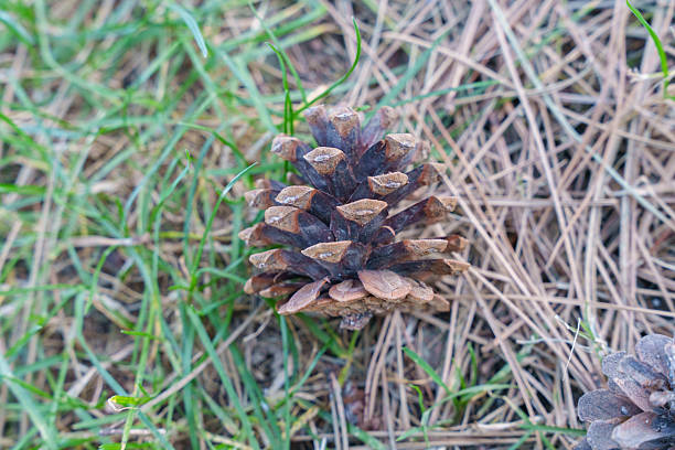 Two pine cones on forest floor with dry needles and green grass patches. High quality photo