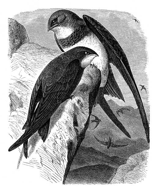 A classic monochrome plate portrays two martins perched on a rocky ledge, rendered with smooth gradients and realistic proportions.