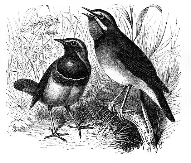 A finely shaded monochrome Victorian engraving depicts two European robins standing among grasses and wildflowers, emphasizing delicate feather structure and anatomical accuracy typical of late-19th-century scientific bird studies.