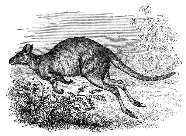 A traditional scientific engraving captures a red kangaroo mid-leap across open terrain, emphasizing muscular anatomy and movement.