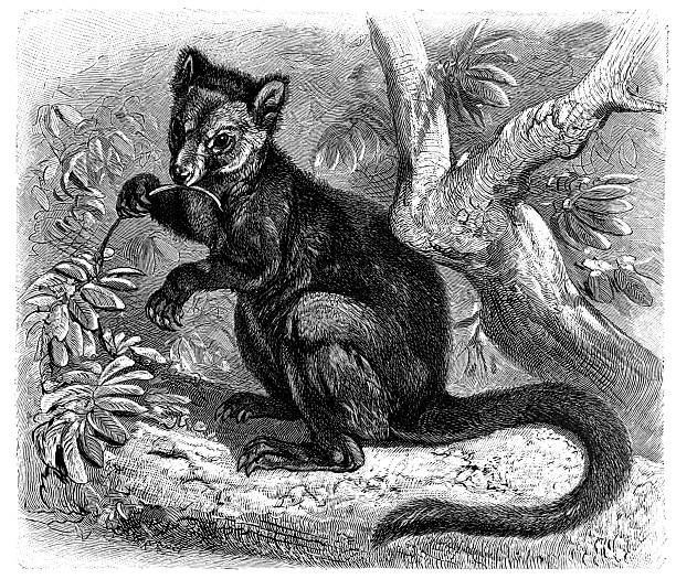 A finely detailed engraving depicts a small quoll perched on a branch holding food, demonstrating lifelike posture and intricate fur rendering.