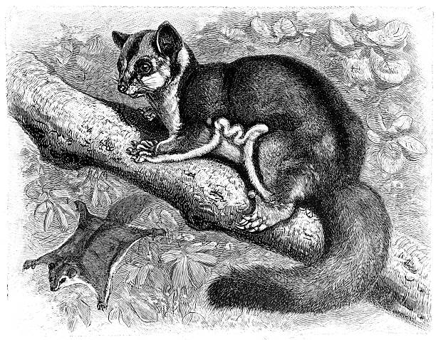 A detailed Victorian engraving shows a sleek pine marten resting along a branch, carefully rendered to emphasize muscular form and luxuriant tail.