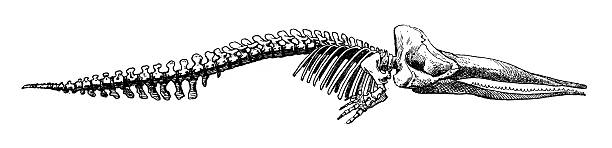This antique scientific plate presents the elongated skull and vertebral column of a sperm whale in precise anatomical detail using clean monochrome line engraving.