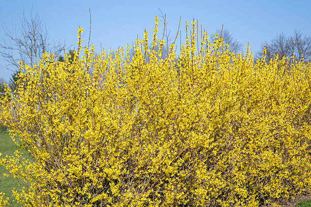 Macro photo of forsythia flowers. Yellow blooming texture on blue sky background, flowering forsythia or doodoo mountain bush with selective focus