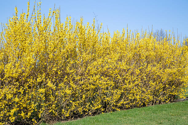 Yellow Forsythia hedge