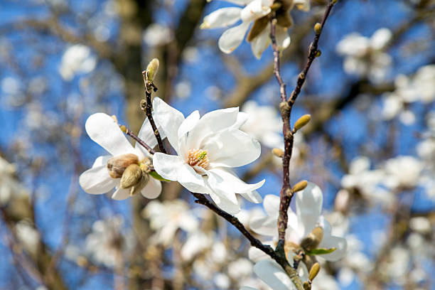 White star magnolia in the garden