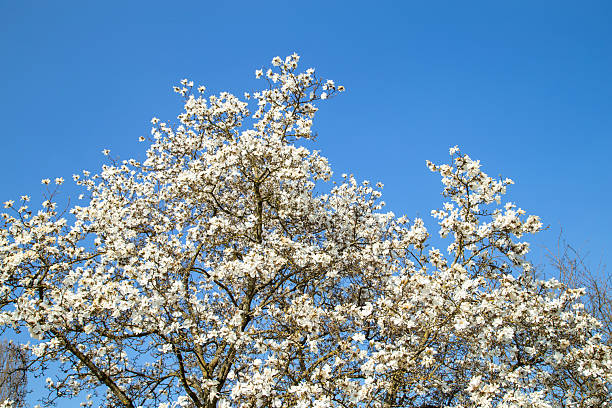 White star magnolia in the garden
