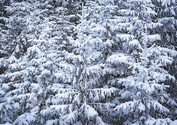 Snow blankets numerous pine trees in a forest setting. The sunlight shines brightly, creating a crisp winter scene. The trees are thick with snow, illustrating the depth of winter.