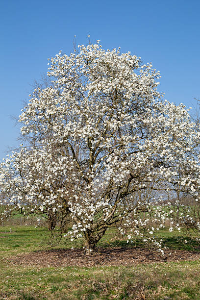 White star magnolia in the garden