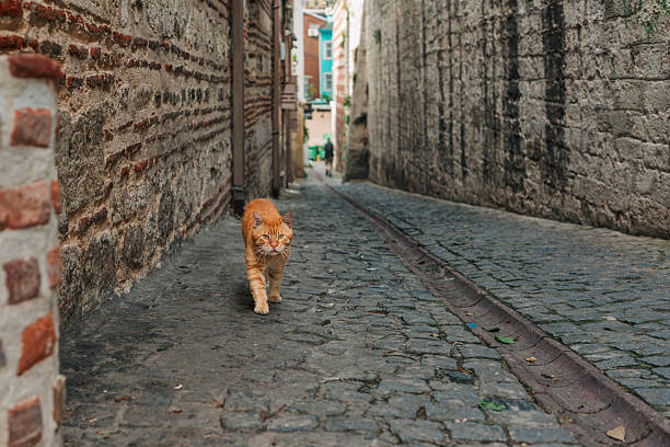 A ginger cat strolls confidently down a quiet cobblestone alley flanked by historic stone walls in Istanbul.