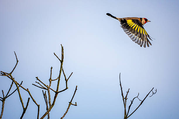Goldfinch in flight, winter scene
