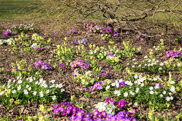 Cowslips, primroses, and anemones in spring.