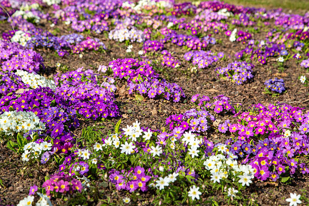 Primroses and anemones in spring.