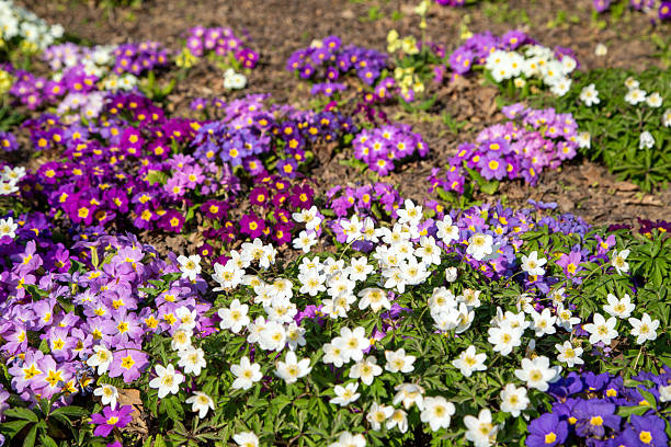 Primroses and anemones in spring.