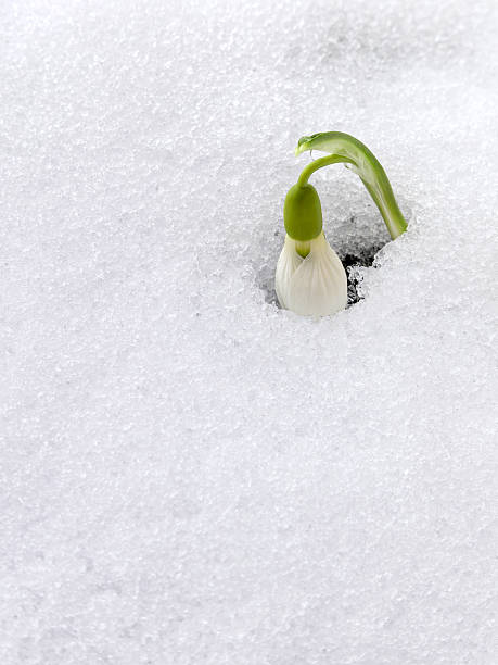 A close-up photo of beautiful snowdrop flower peeking through the snow. Space for copy.