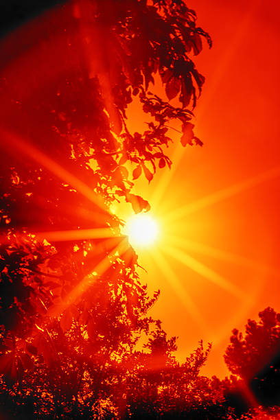 The sun sets low on the horizon, casting bright orange light through the leaves of trees. The sky is clear, creating a vivid display of color in the evening. Beautiful sunbeams.