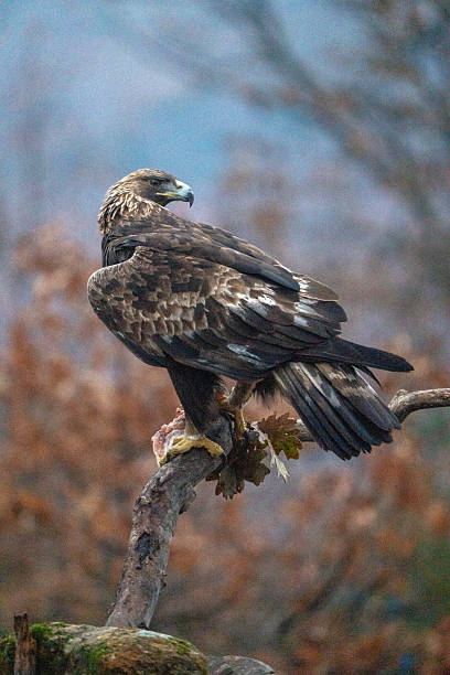 Golden eagle (Aquila chrysaetos) photographed in Spain