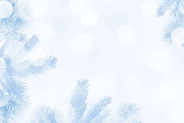 Spruce tree branches on a gray bokeh lights background with space for copy. Toned image. Can be used as a festive holiday background.