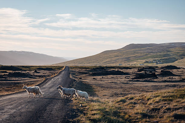 A lamb and its mother is taking a walk in the norwegain mountain on a rural road