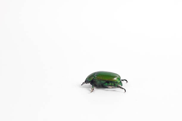 green beetle walking isolated on white background