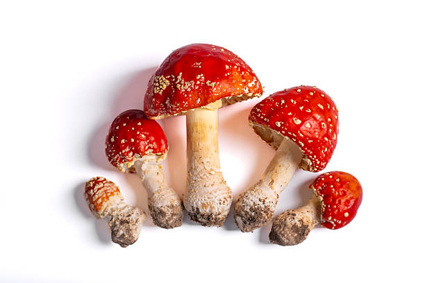 Collection of red fly agaric mushrooms of different sizes arranged in a pattern on a clean white surface.