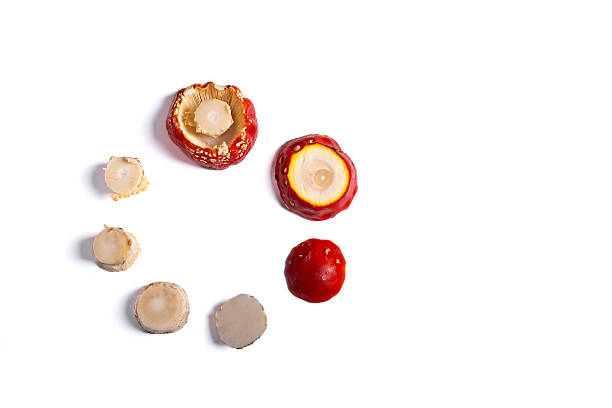 Sectional view of fly agaric mushroom showing internal structure and cap details isolated on white background.