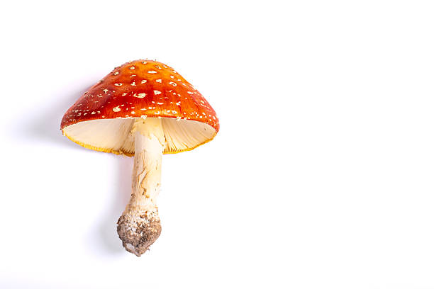 Fly Agaric in front of a tree