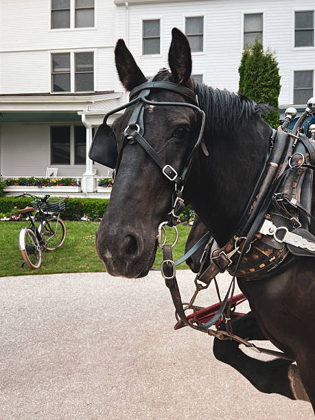 Close-up shot of a dark brown horse harnessed to a carriage on Mackinac Island, Michigan. The horse is captured looking directly at the camera with one front leg lifted in motion, featuring a historic building and bicycle in the background.