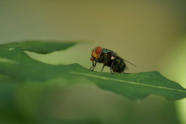Various Insects macro