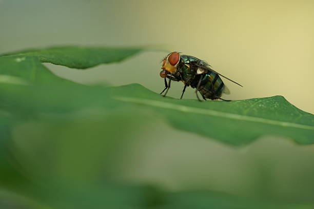 Various Insects macro