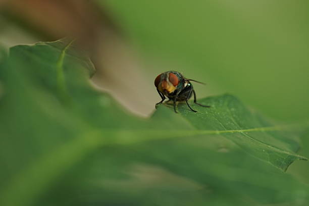 Various Insects macro