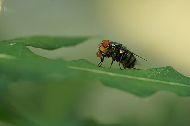 Various Insects macro
