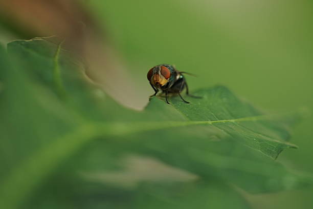 Various Insects macro