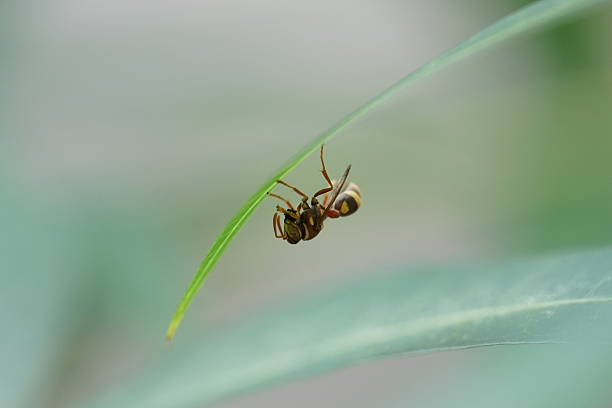 Various Insects macro