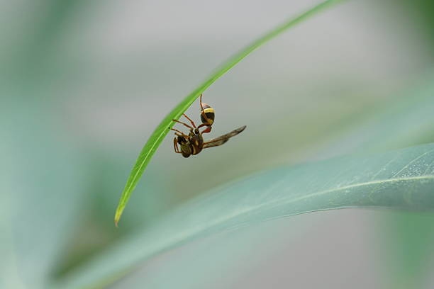 Various Insects macro