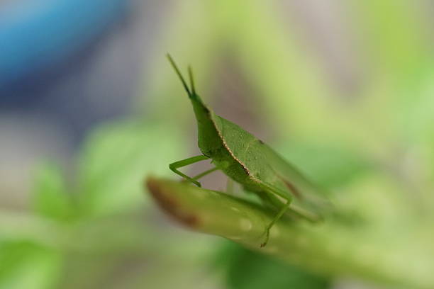 Various Insects macro