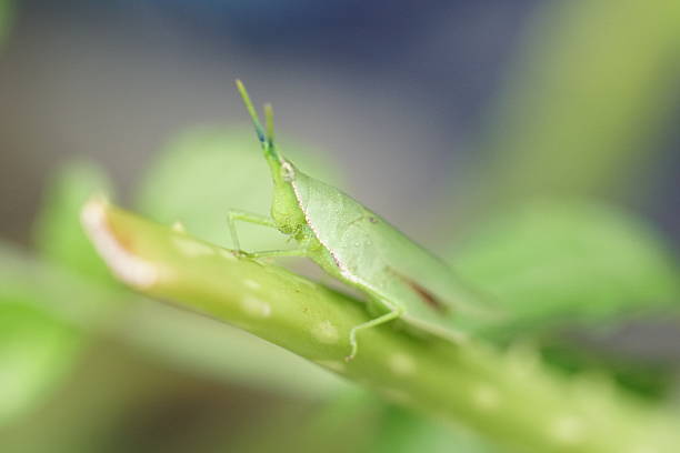 Various Insects macro