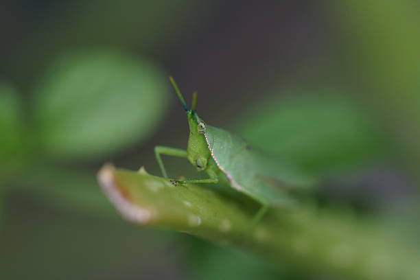 Various Insects macro